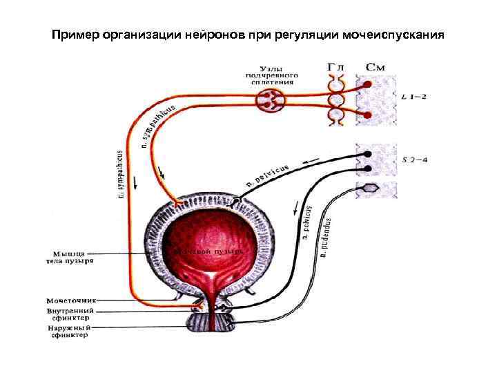 Пример организации нейронов при регуляции мочеиспускания 