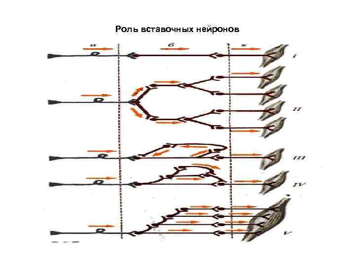 Роль вставочных нейронов 
