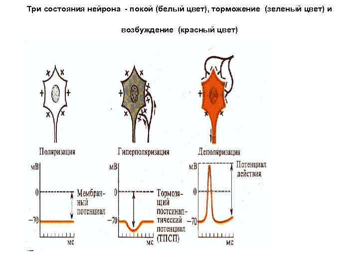 Три состояния нейрона - покой (белый цвет), торможение (зеленый цвет) и возбуждение (красный цвет)