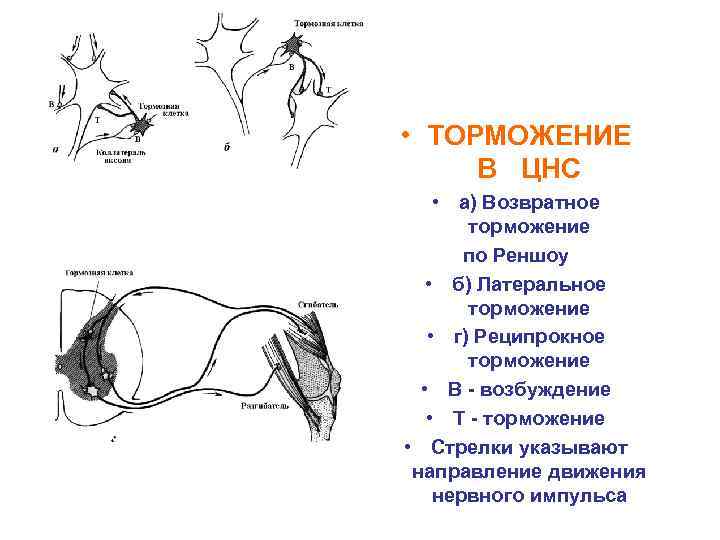  • ТОРМОЖЕНИЕ В ЦНС • а) Возвратное торможение по Реншоу • б) Латеральное