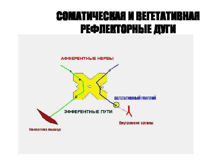 СОМАТИЧЕСКАЯ И ВЕГЕТАТИВНАЯ РЕФЛЕКТОРНЫЕ ДУГИ 