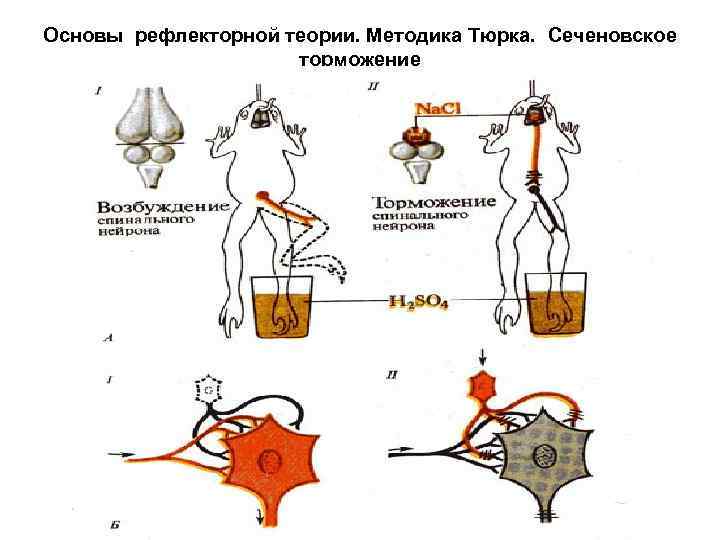 Основы рефлекторной теории. Методика Тюрка. Сеченовское торможение 