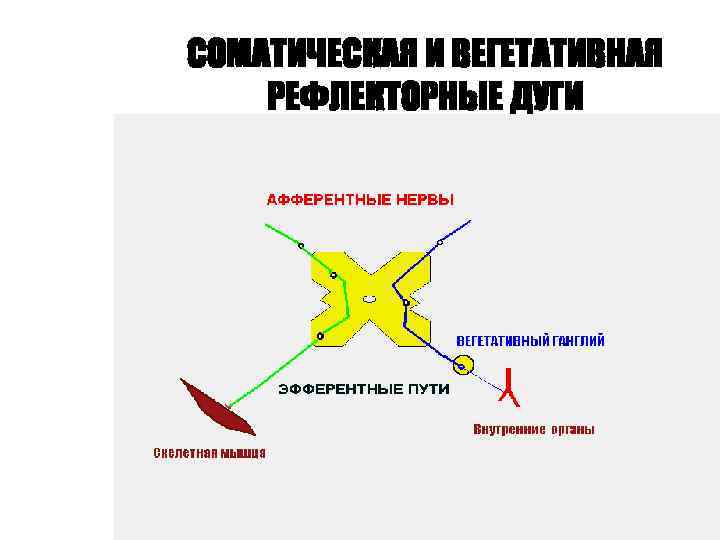 СОМАТИЧЕСКАЯ И ВЕГЕТАТИВНАЯ РЕФЛЕКТОРНЫЕ ДУГИ 