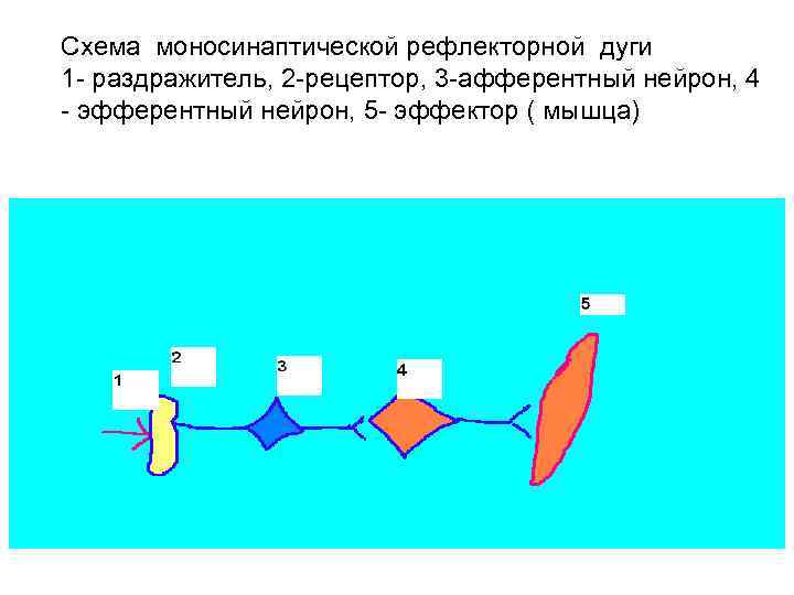 Схема моносинаптической рефлекторной дуги 1 раздражитель, 2 рецептор, 3 афферентный нейрон, 4 эфферентный нейрон,