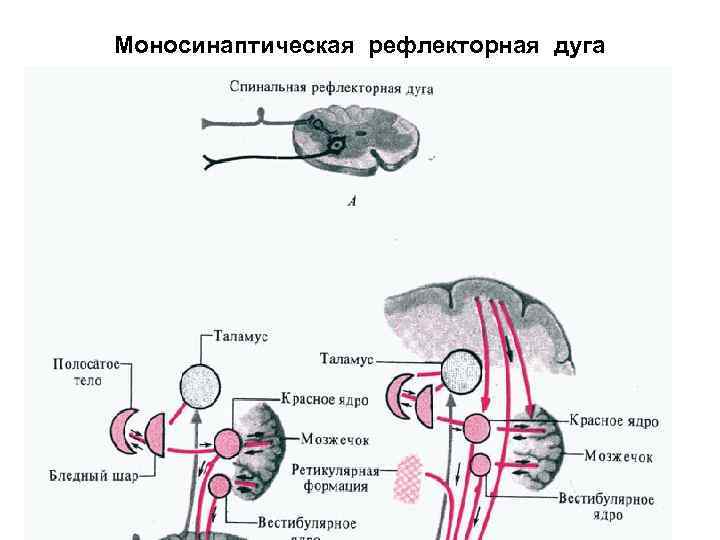 Рефлекторная дуга глазосердечного рефлекса схема с описанием