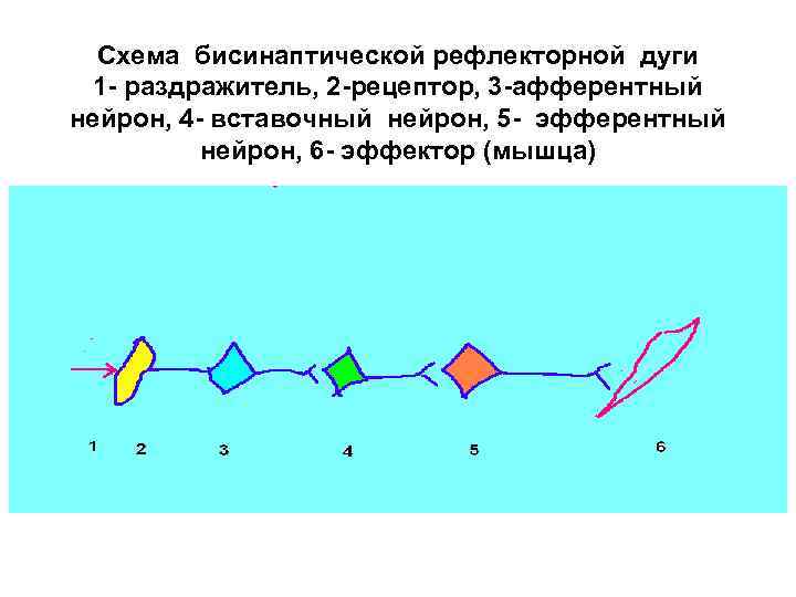 Схема бисинаптической рефлекторной дуги 1 - раздражитель, 2 -рецептор, 3 -афферентный нейрон, 4 -