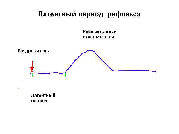 Латентный период рефлекса 