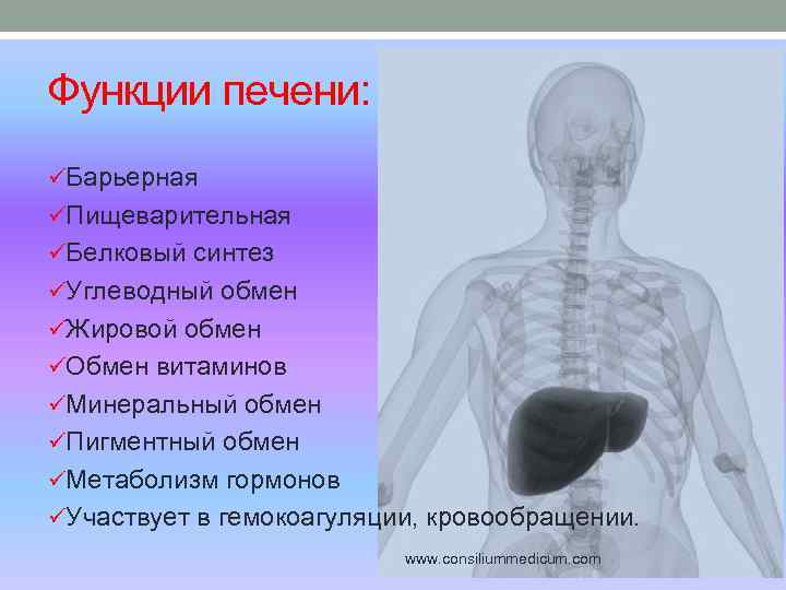 Функции печени: üБарьерная üПищеварительная üБелковый синтез üУглеводный обмен üЖировой обмен üОбмен витаминов üМинеральный обмен