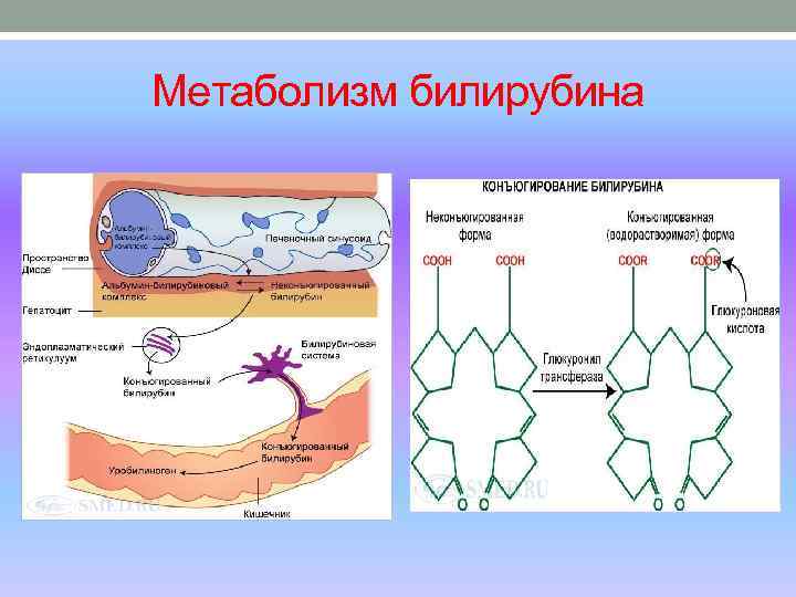 Метаболизм билирубина 