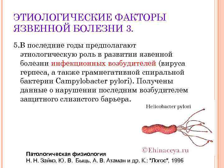 ЭТИОЛОГИЧЕСКИЕ ФАКТОРЫ ЯЗВЕННОЙ БОЛЕЗНИ 3. 5. В последние годы предполагают этиологическую роль в развитии