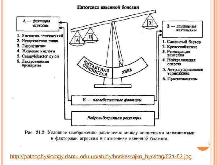 http: //pathophysiology. dsmu. edu. ua/study/books/zajko_byc/img/021 -02. jpg 