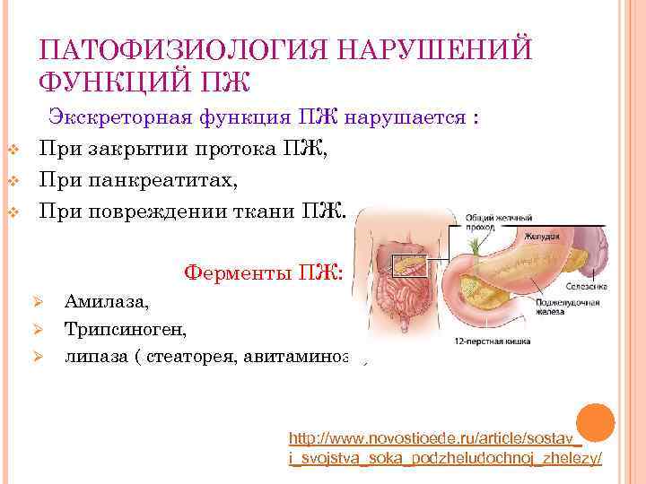 ПАТОФИЗИОЛОГИЯ НАРУШЕНИЙ ФУНКЦИЙ ПЖ v v v Экскреторная функция ПЖ нарушается : При закрытии