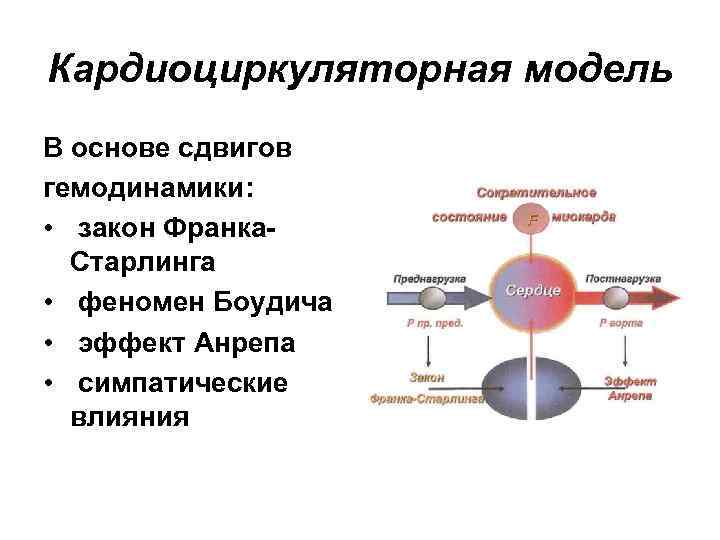 Кардиоциркуляторная модель В основе сдвигов гемодинамики: • закон Франка. Старлинга • феномен Боудича •