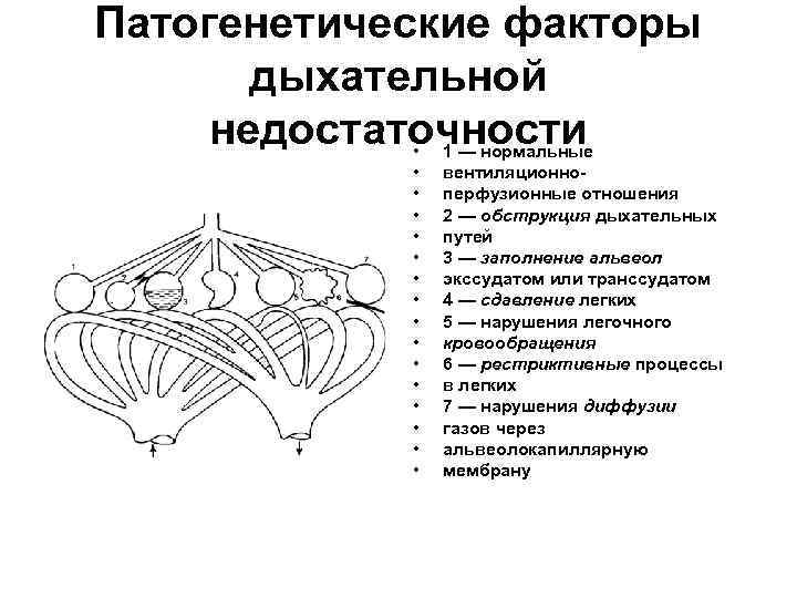 Патогенетические факторы дыхательной недостаточности • • • • 1 — нормальные вентиляционноперфузионные отношения 2