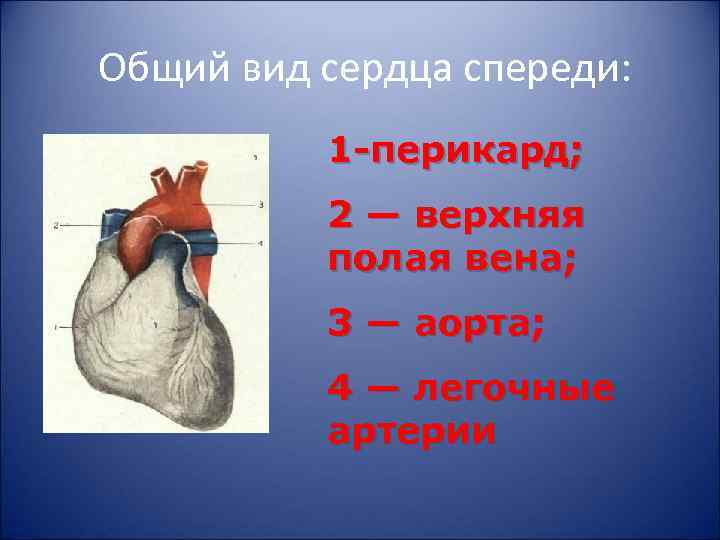 Общий вид сердца спереди: 1 перикард; 2 — верхняя полая вена; 3 — аорта;