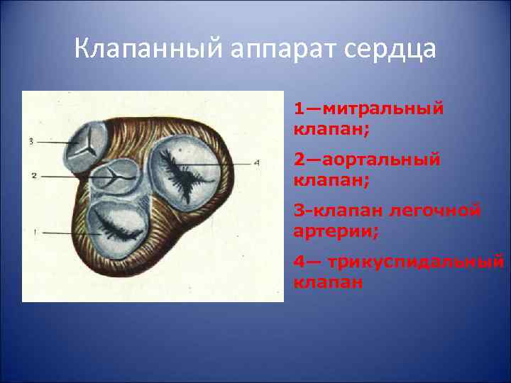 Клапанный аппарат сердца 1—митральный клапан; 2—аортальный клапан; 3 клапан легочной артерии; 4— трикуспидальный клапан