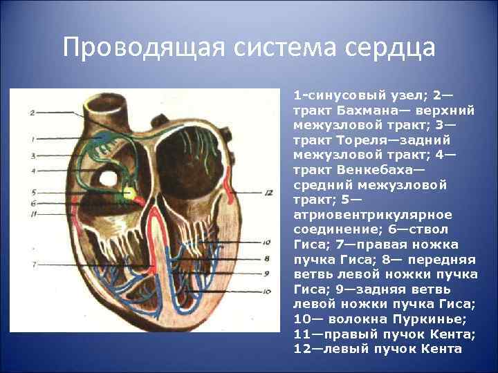 Проводящая система сердца 1 синусовый узел; 2— тракт Бахмана— верхний межузловой тракт; 3— тракт