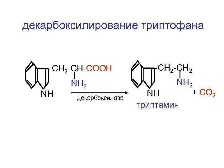 декарбоксилирование триптофана -CH 2 -CH-COOH -CH 2 NH 2 + СО 2 NH триптамин