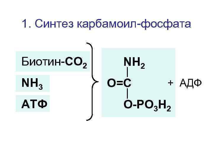 1. Синтез карбамоил-фосфата Биотин-СО 2 NH 3 АТФ NH 2 O=C + АДФ O-PO