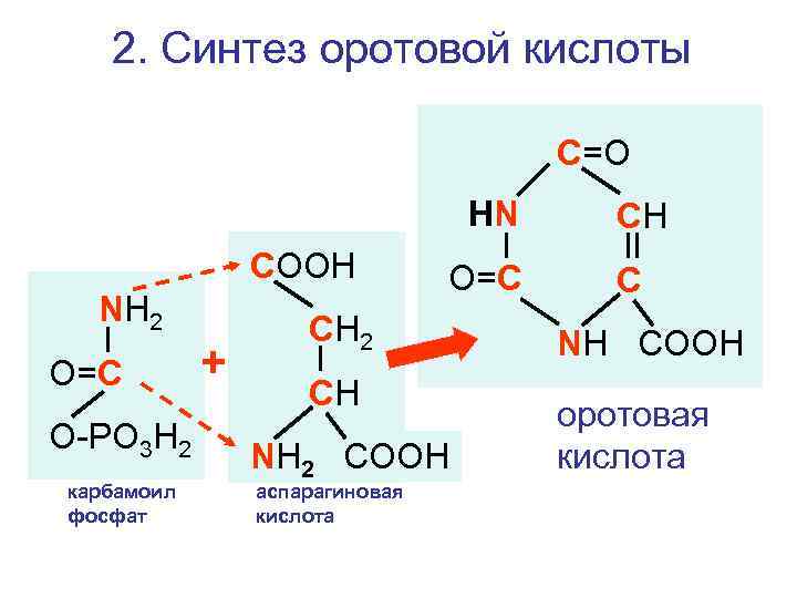 2. Синтез оротовой кислоты С=O HN СООН NH 2 O=C O-PO 3 H 2