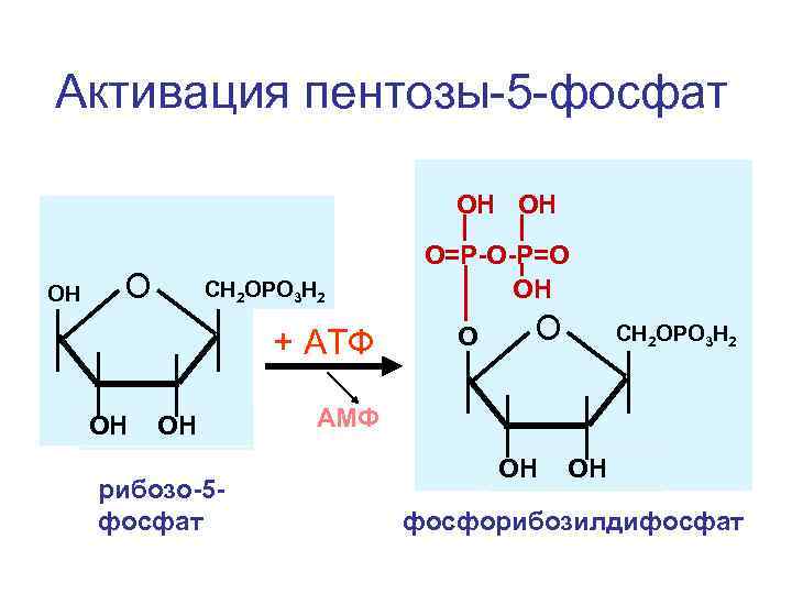 Активация пентозы-5 -фосфат ОН ОН ОН О СН 2 ОРО 3 H 2 +