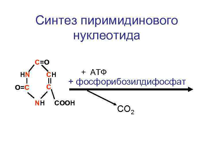 Синтез пиримидинового нуклеотида С=O СН HN С O=C NH + АТФ + фосфорибозилдифосфат СOOH