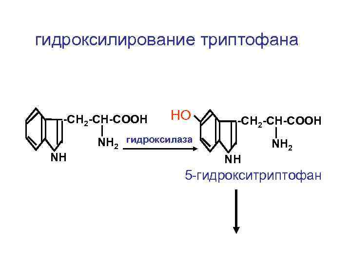 гидроксилирование триптофана -CH 2 -CH-COOH НО -CH 2 -CH-COOH NH 2 гидроксилаза NH NH