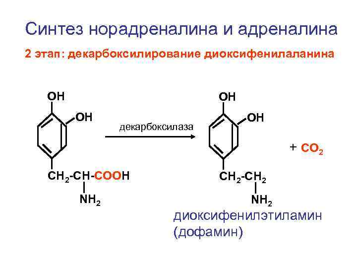 Синтез норадреналина и адреналина 2 этап: декарбоксилирование диоксифенилаланина ОН ОН ОН декарбоксилаза ОН +