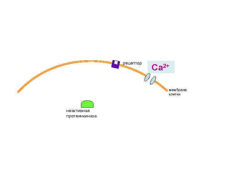 рецептор Са 2+ мембрана клетки неактивная протеинкиназа 