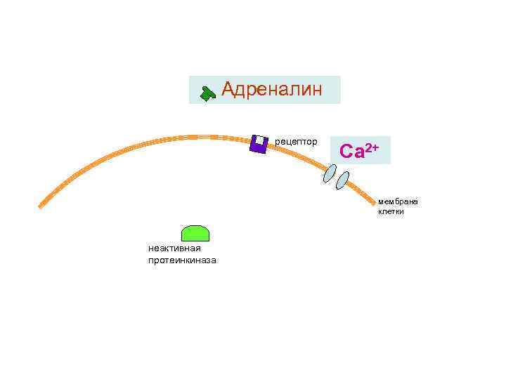 Адреналин рецептор Са 2+ мембрана клетки неактивная протеинкиназа 