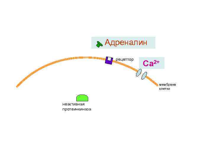 Адреналин рецептор Са 2+ мембрана клетки неактивная протеинкиназа 