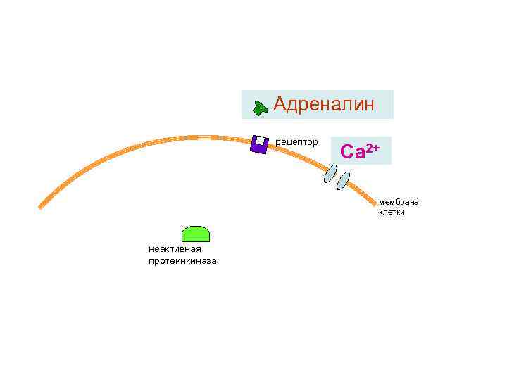 Адреналин рецептор Са 2+ мембрана клетки неактивная протеинкиназа 