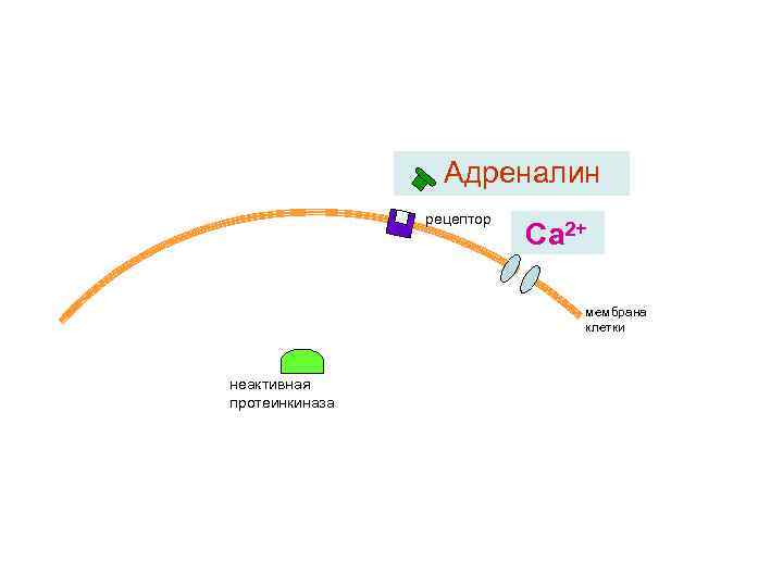 Адреналин рецептор Са 2+ мембрана клетки неактивная протеинкиназа 