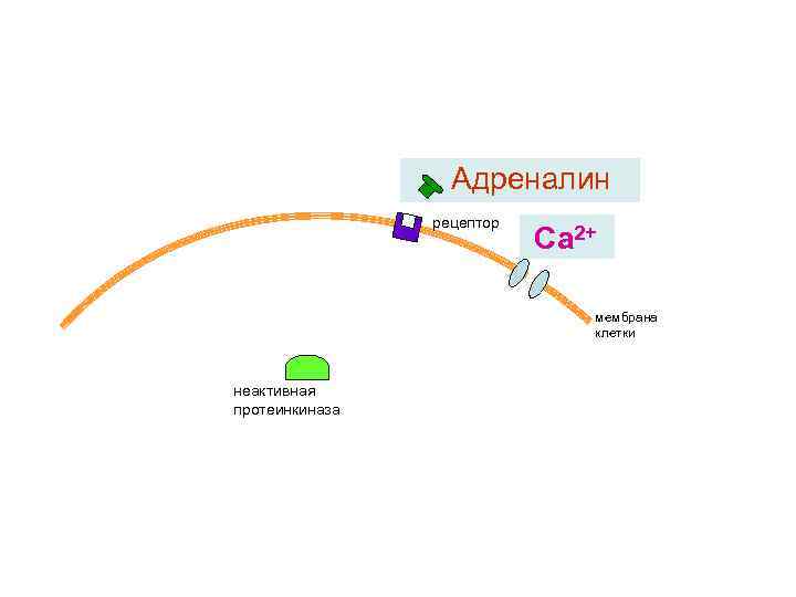 Адреналин рецептор Са 2+ мембрана клетки неактивная протеинкиназа 