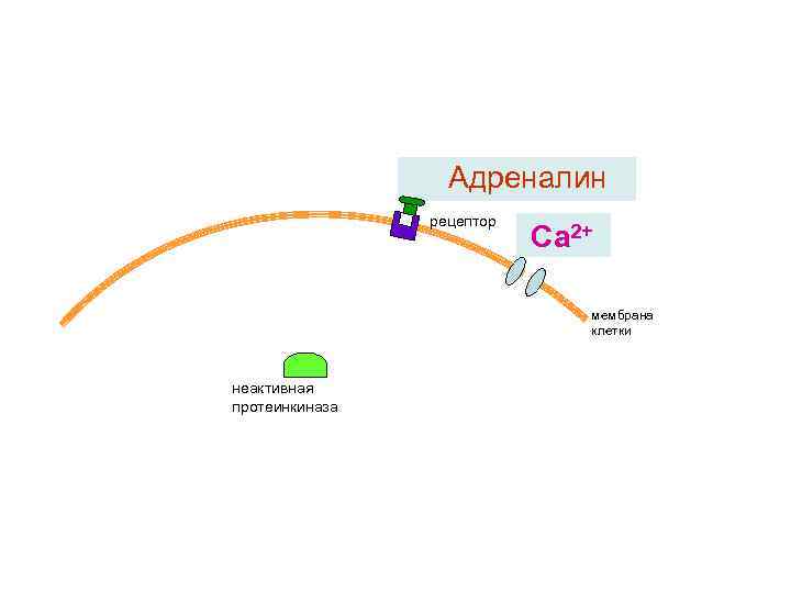 Адреналин рецептор Са 2+ мембрана клетки неактивная протеинкиназа 