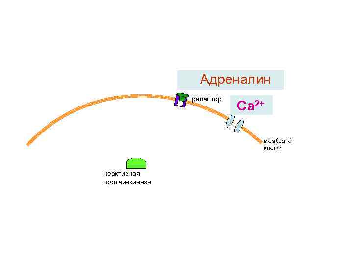 Адреналин рецептор Са 2+ мембрана клетки неактивная протеинкиназа 