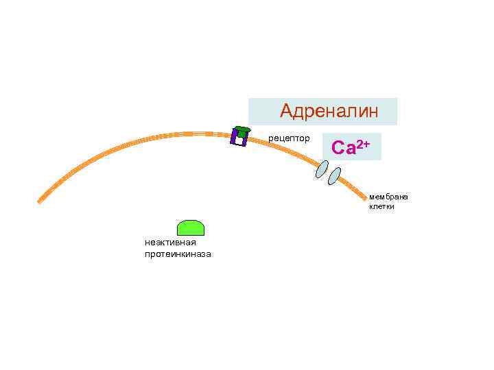 Адреналин рецептор Са 2+ мембрана клетки неактивная протеинкиназа 