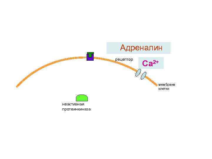 Адреналин рецептор Са 2+ мембрана клетки неактивная протеинкиназа 