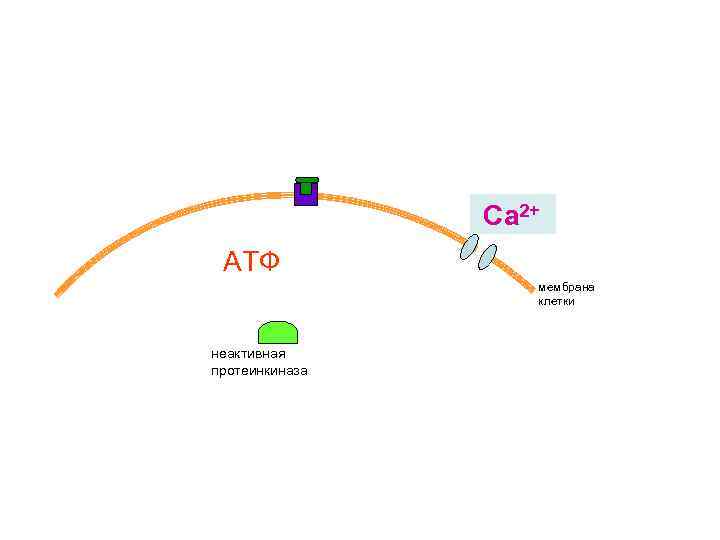 Са 2+ АТФ мембрана клетки неактивная протеинкиназа 