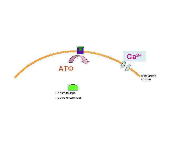 Са 2+ АТФ мембрана клетки неактивная протеинкиназа 