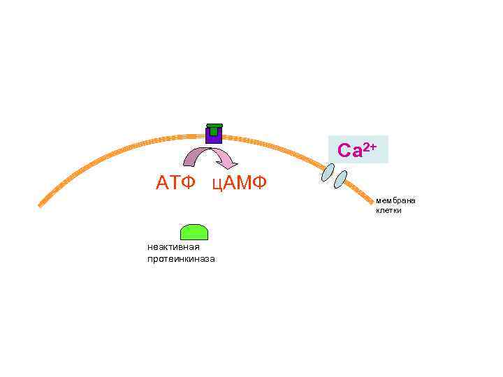 Са 2+ АТФ ц. АМФ мембрана клетки неактивная протеинкиназа 