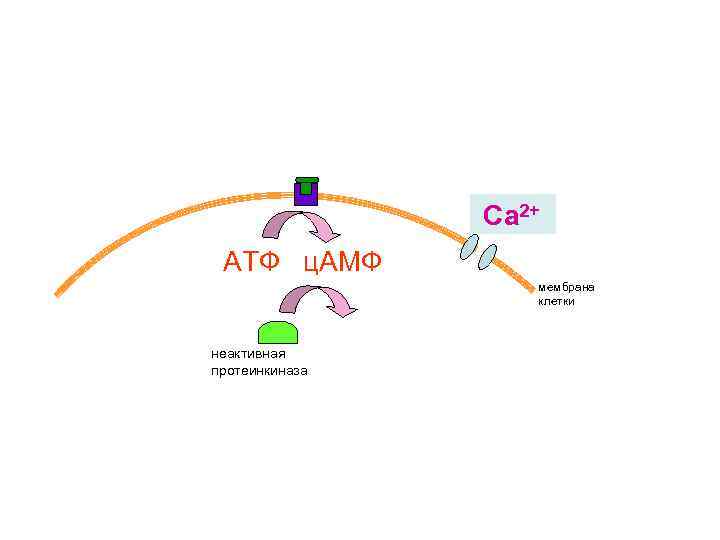 Са 2+ АТФ ц. АМФ мембрана клетки неактивная протеинкиназа 