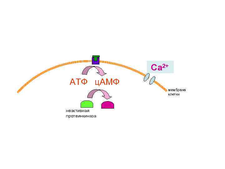 Са 2+ АТФ ц. АМФ мембрана клетки неактивная протеинкиназа 