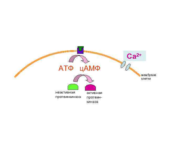 Са 2+ АТФ ц. АМФ мембрана клетки неактивная протеинкиназа 