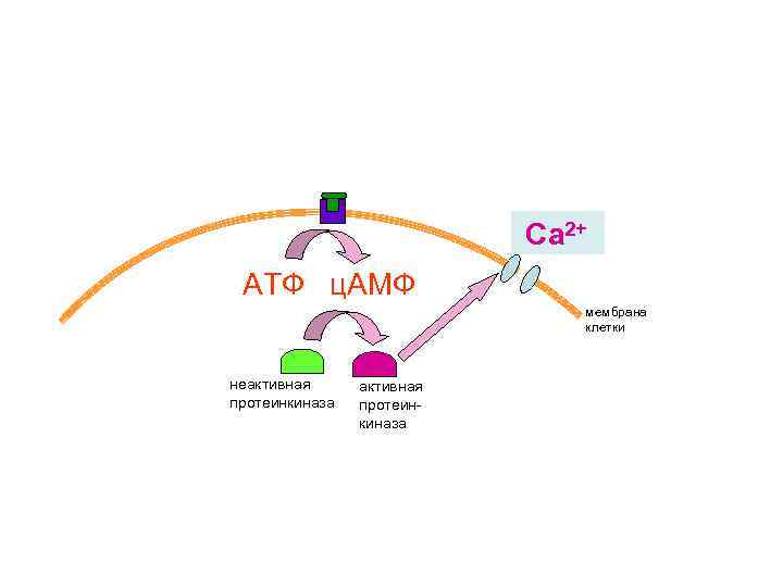 Са 2+ АТФ ц. АМФ мембрана клетки неактивная протеинкиназа 