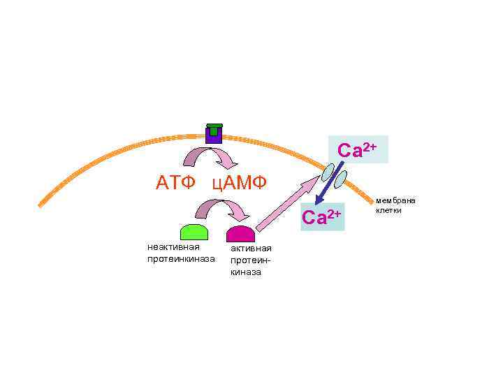 Са 2+ АТФ ц. АМФ Са 2+ неактивная протеинкиназа мембрана клетки 