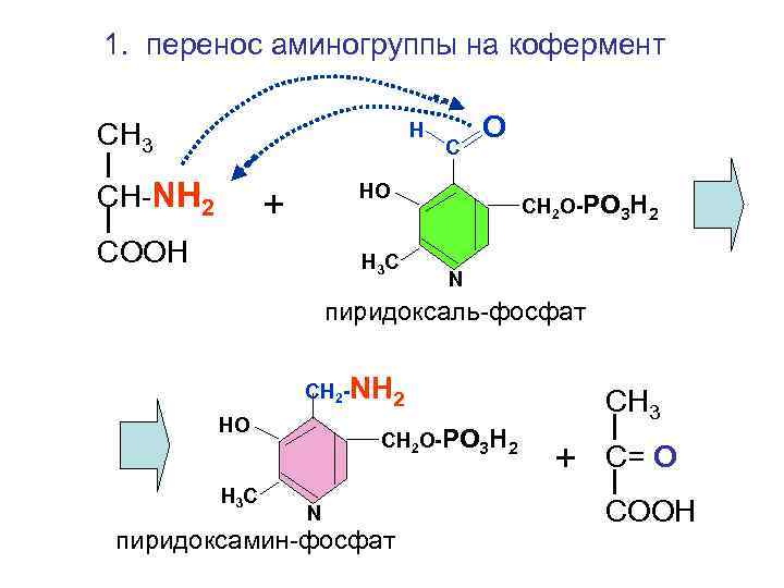 1. перенос аминогруппы на кофермент СН 3 Н СН-NH 2 С О НО +