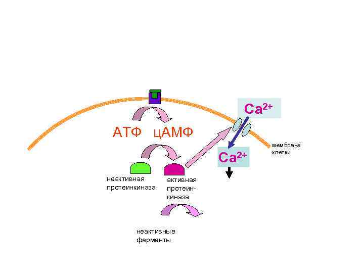 Са 2+ АТФ ц. АМФ Са 2+ неактивная протеинкиназа неактивные ферменты мембрана клетки 