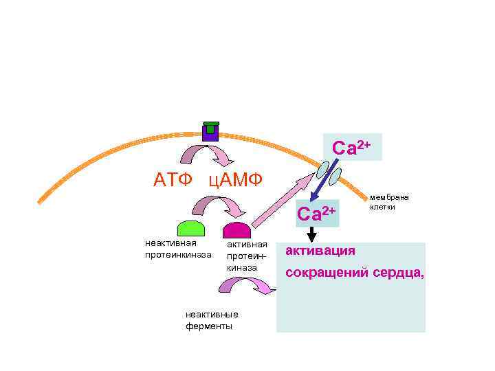 Са 2+ АТФ ц. АМФ Са 2+ неактивная протеинкиназа неактивные ферменты мембрана клетки активация