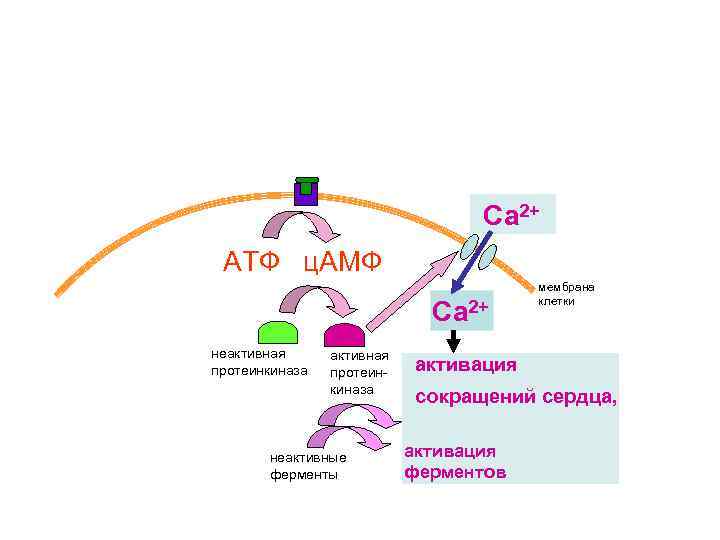 Са 2+ АТФ ц. АМФ Са 2+ неактивная протеинкиназа неактивные ферменты мембрана клетки активация